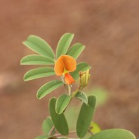 Tephrosia tinctoria (L.) Pers.